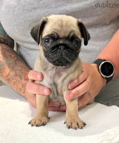 Whatsapp Me +966(583)-921348//Pug Puppies
