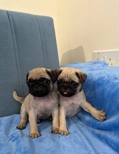 Whatsapp Me +966(583)-921348//Pug Puppies