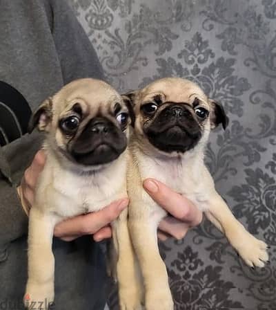 Whatsapp Me +966(583)-921348//Pug Puppies