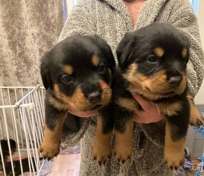 Whatsapp Me (+966)58-8993320//Rottweiler Puppies