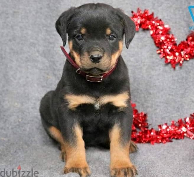Whatsapp Me (+966)58-8993320//Rottweiler Puppies 1