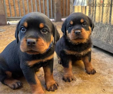 Whatsapp Me +966(583)-921348//Rottweiler Puppies
