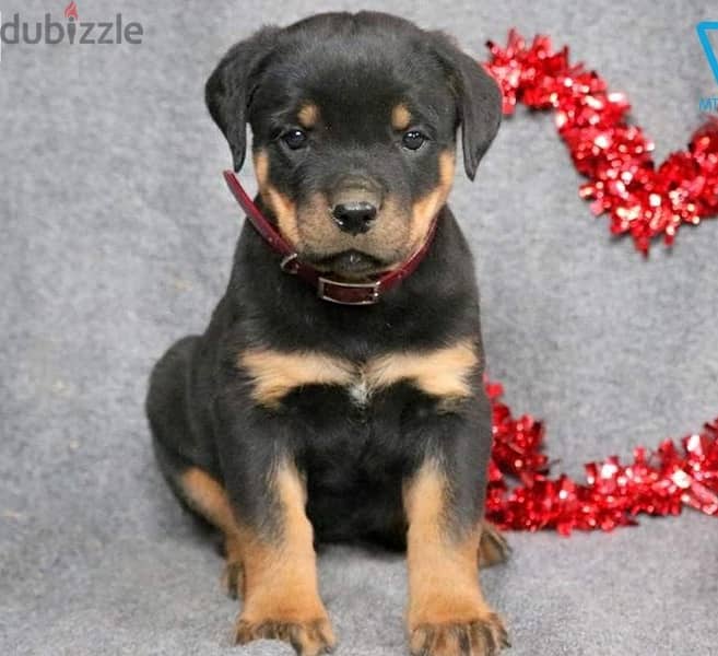 Whatsapp Me (+966)58-8993320//Rottweiler Puppies 1