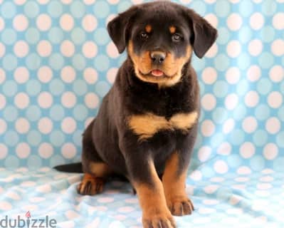 Rottweiler Puppies//Whatsapp Me (+966)58-8993320