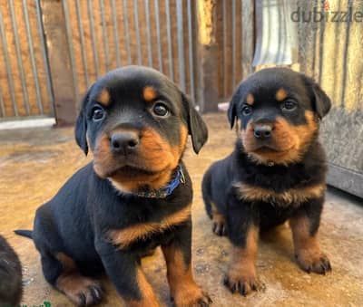 Rottweiler Puppies//Whatsapp Me (+966)58-8993320