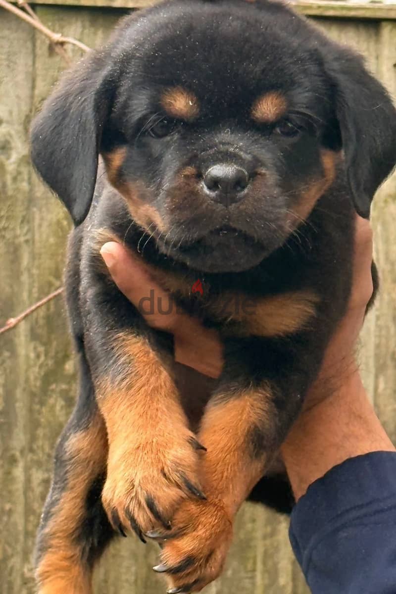 Rottweiler Puppies//Whatsapp Me (+966)58-8993320 1