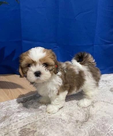 Shih Tzu Puppies//Whatsapp Me (+966)58-8993320