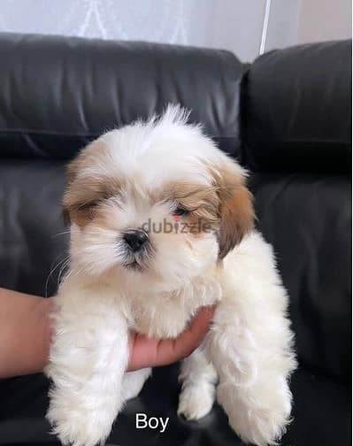 Shih Tzu Puppies//Whatsapp Me (+966)58-8993320 1