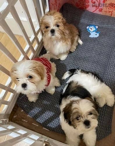 Shih Tzu Puppies//Whatsapp Me (+966)58-8993320