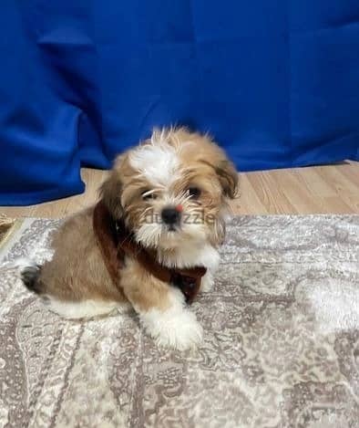 Shih Tzu Puppies//Whatsapp Me (+966)58-8993320 1
