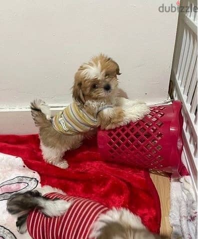 Whatsapp Me (+966)58-8993320//Shih Tzu Puppies 1
