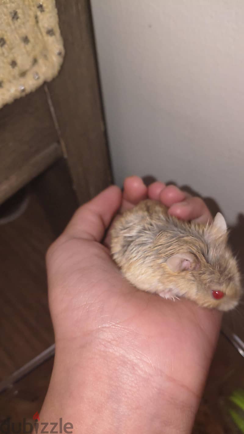 hamster 1