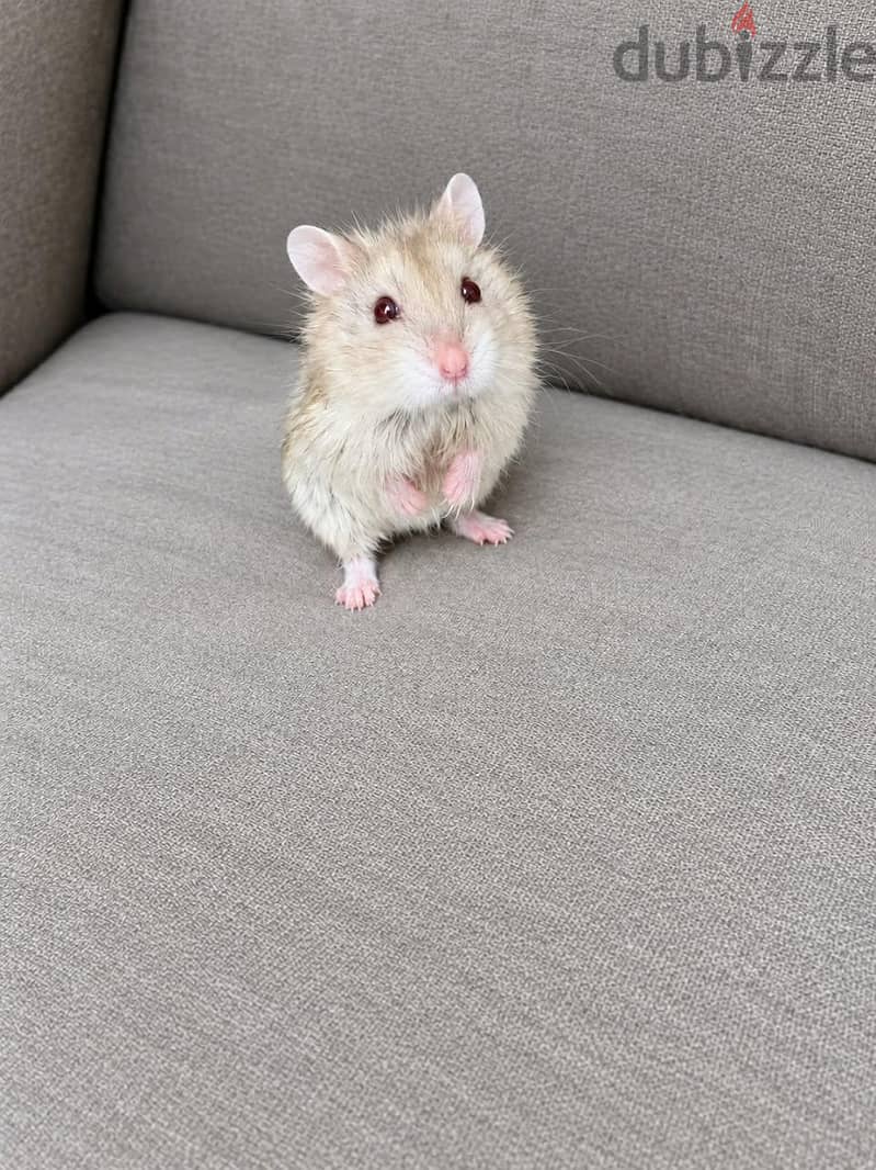 hamster 2