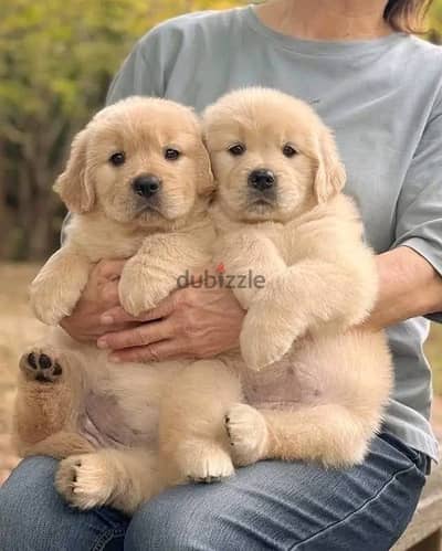 Whatsapp Me +966(583)-921348//Golden Retriever