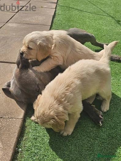 Whatsapp Me +966(583)-921348//Golden Retriever 1