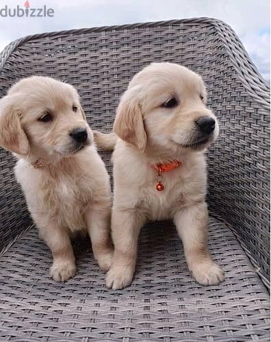Golden Retriever//Whatsapp Me +966(583)-921348