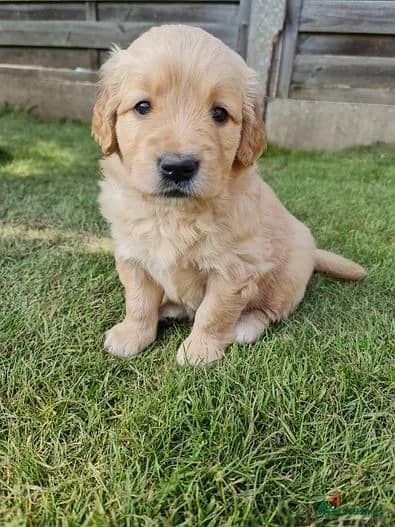 Golden Retriever//Whatsapp Me +966(583)-921348 1