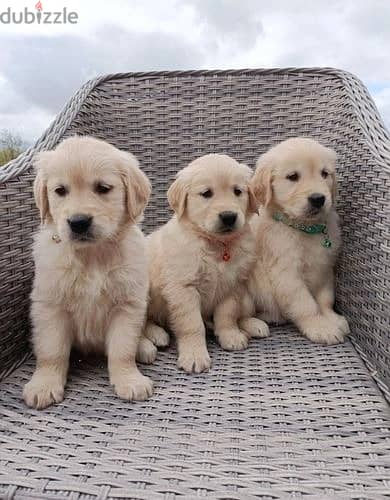 Golden Retriever//Whatsapp Me +966(583)-921348