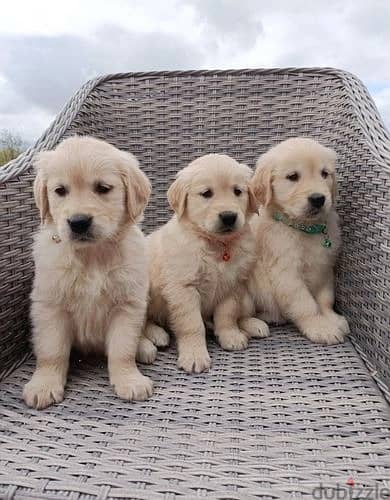 Whatsapp Me +966(583)-921348//Golden Retriever