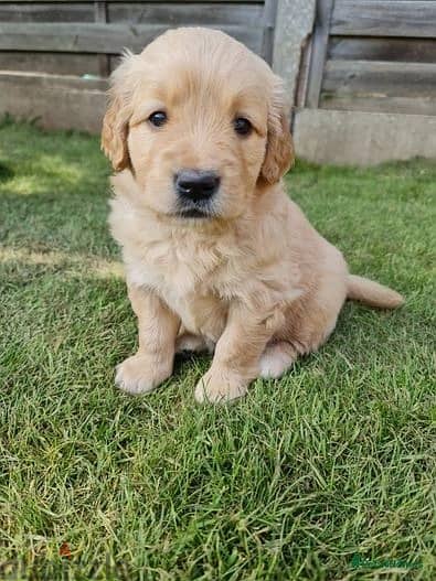 Whatsapp Me +966(583)-921348//Golden Retriever 1