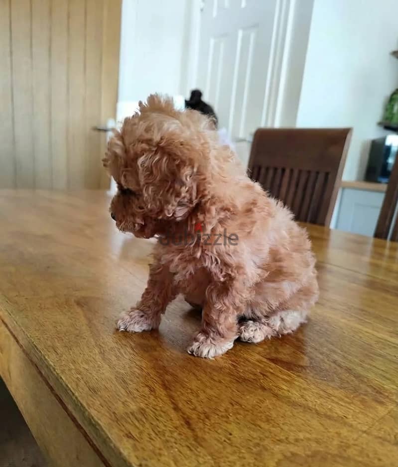 Whatsapp Me +966(583)-921348//Toy Poodle Puppies 1