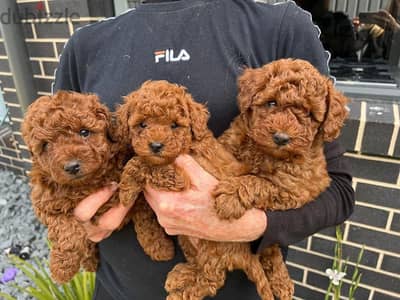 Whatsapp Me +966(583)-921348//Toy Poodle Puppies
