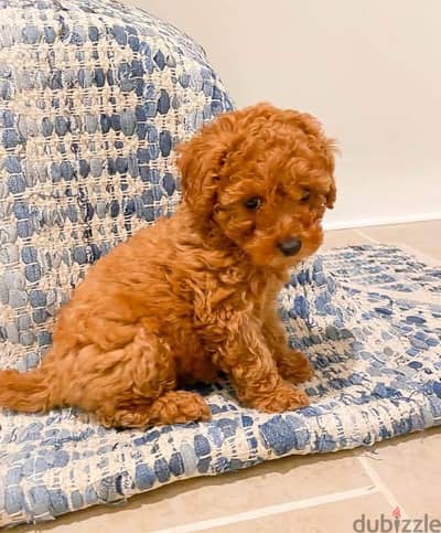 Toy poodles pupps for sale