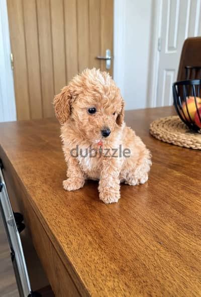 Whatsapp at +966 (583)921348//Toy Poodle Puppies