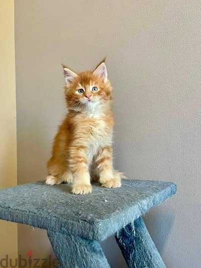 mainecoon kitten free for adoption