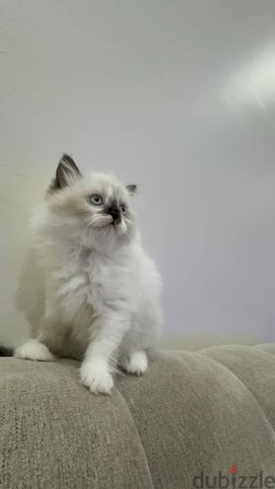 kitten for sale