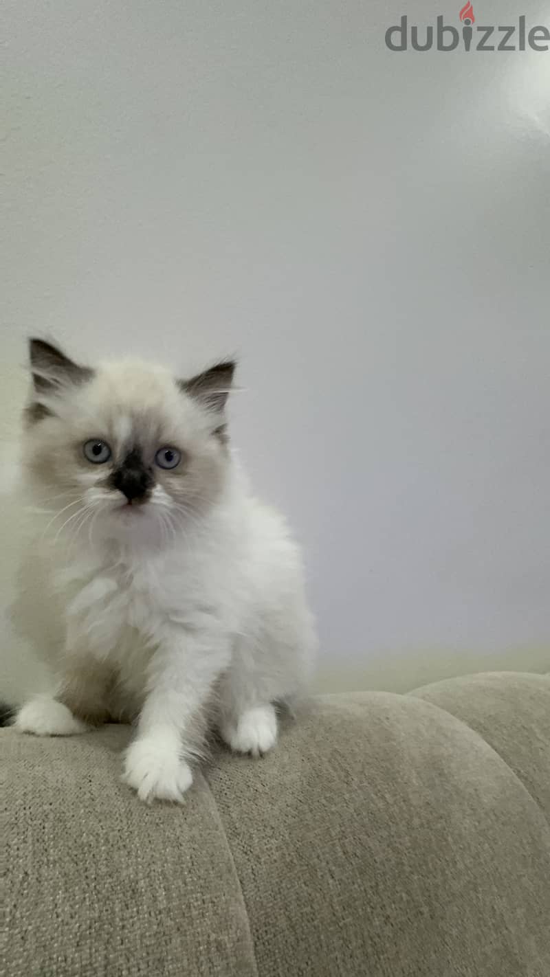 kitten for sale 1