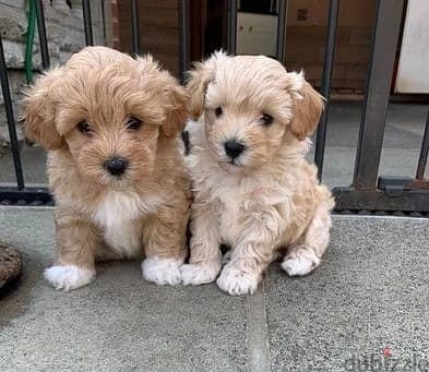Maltipoo Puppies//Whatsapp Me +966 (583)921348
