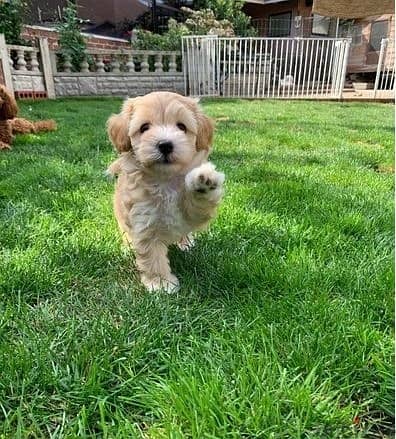 Whatsapp Me +966 (583)921348//Maltipoo Puppies 1