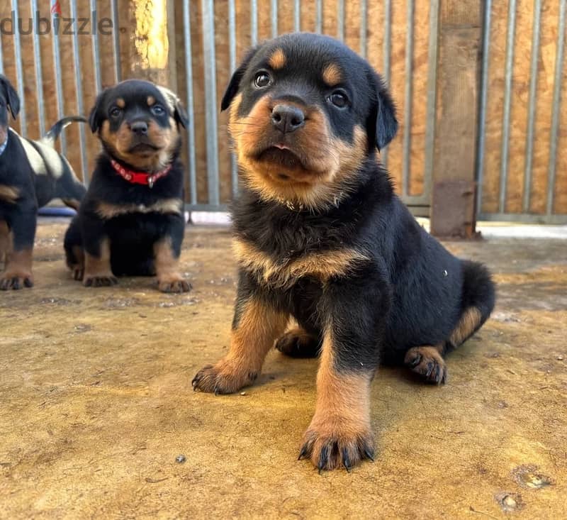 Rottweiler Puppies//Whatsapp Me (+966) 588993320 1