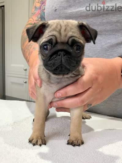 Whatsapp Me +966 (583)921348//Pug Puppies