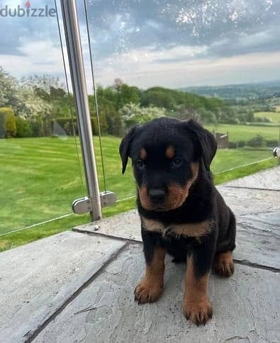 Whatsapp Me (+966) 588993320//Rottweiler Puppies 1