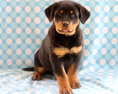 Whatsapp Me (+966) 588993320//Rottweiler Puppies