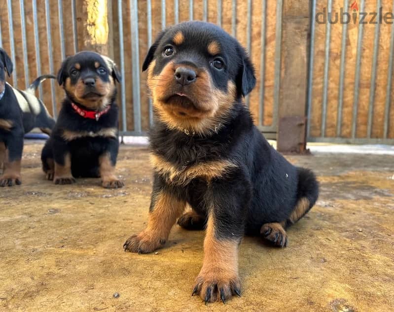 Whatsapp Me (+966) 588993320//Rottweiler Puppies 1