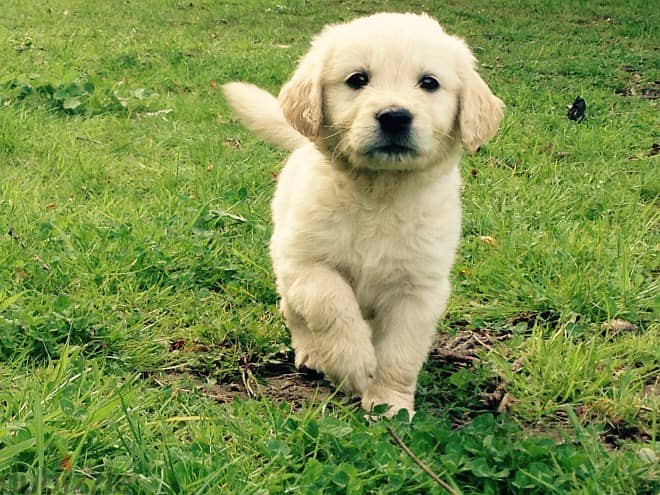 Golden Retriever//Whatsapp Me (+966) 588993320 1