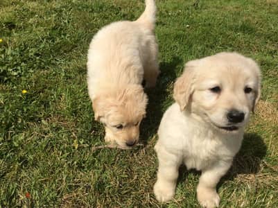 Whatsapp Me (+966) 588993320//Golden Retriever