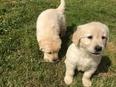 Whatsapp Me (+966) 588993320//Golden Retriever