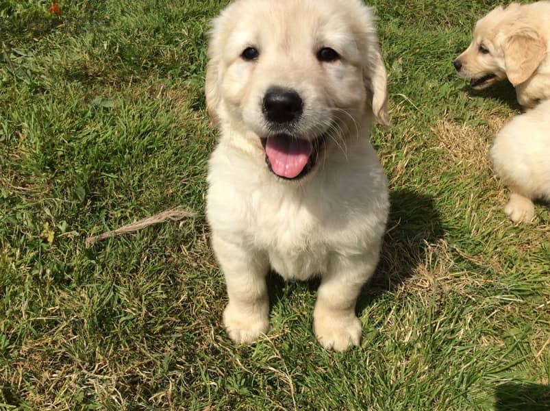 Whatsapp Me (+966) 588993320//Golden Retriever 1