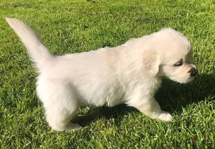 Golden Retriever//Whatsapp Me (+966) 588993320