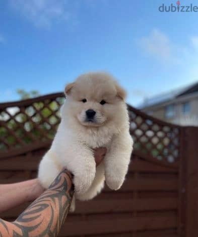 Whatsapp Me +966 (583)921348//Chow Chow Puppies 1