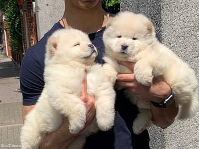 Whatsapp Me +966 (583)921348//Chow Chow Puppies