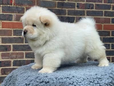Chow Chow Puppies//Whatsapp Me +966 (583)921348