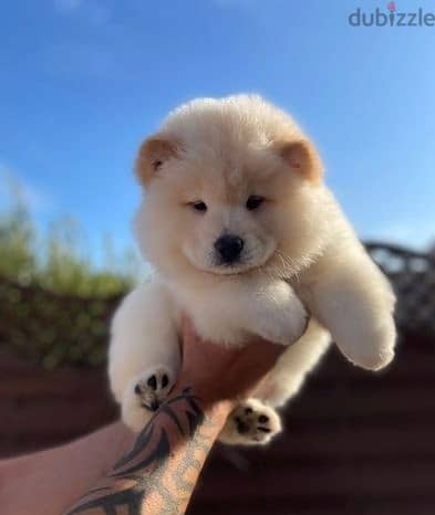 Chow Chow Puppies//Whatsapp Me +966 (583)921348 1