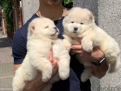 Whatsapp Me +966 (583)921348//Chow Chow Puppies