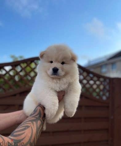 Whatsapp Me +966 (583)921348//Chow Chow Puppies 1