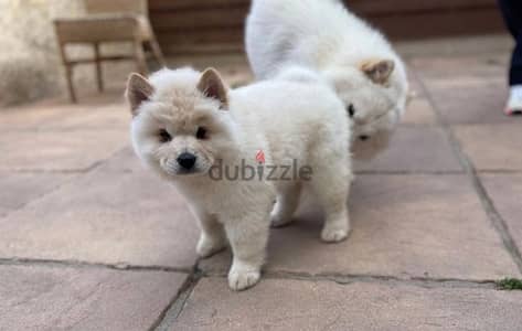 Chow Chow Puppies//Whatsapp Me +966 (583)921348